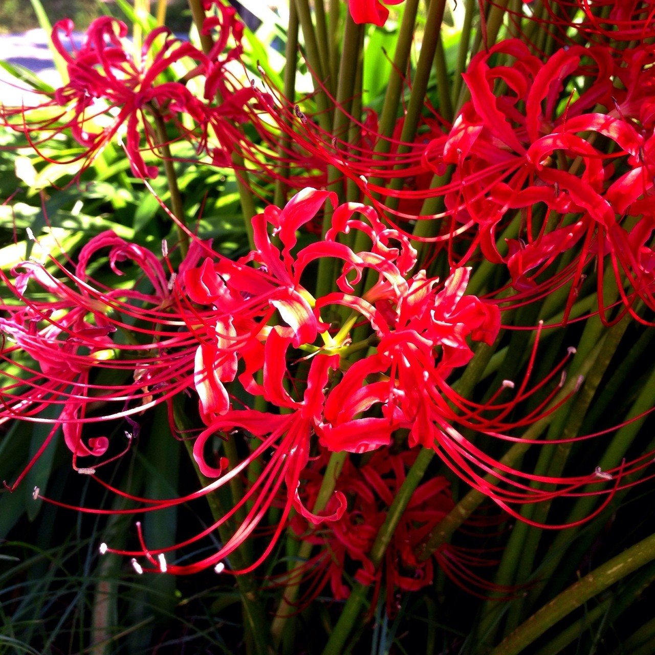 彼岸花の花言葉は 想うはあなた1人 です こんな意味があったとは知らなかったなぁ 花 彼岸花 T A K A Note