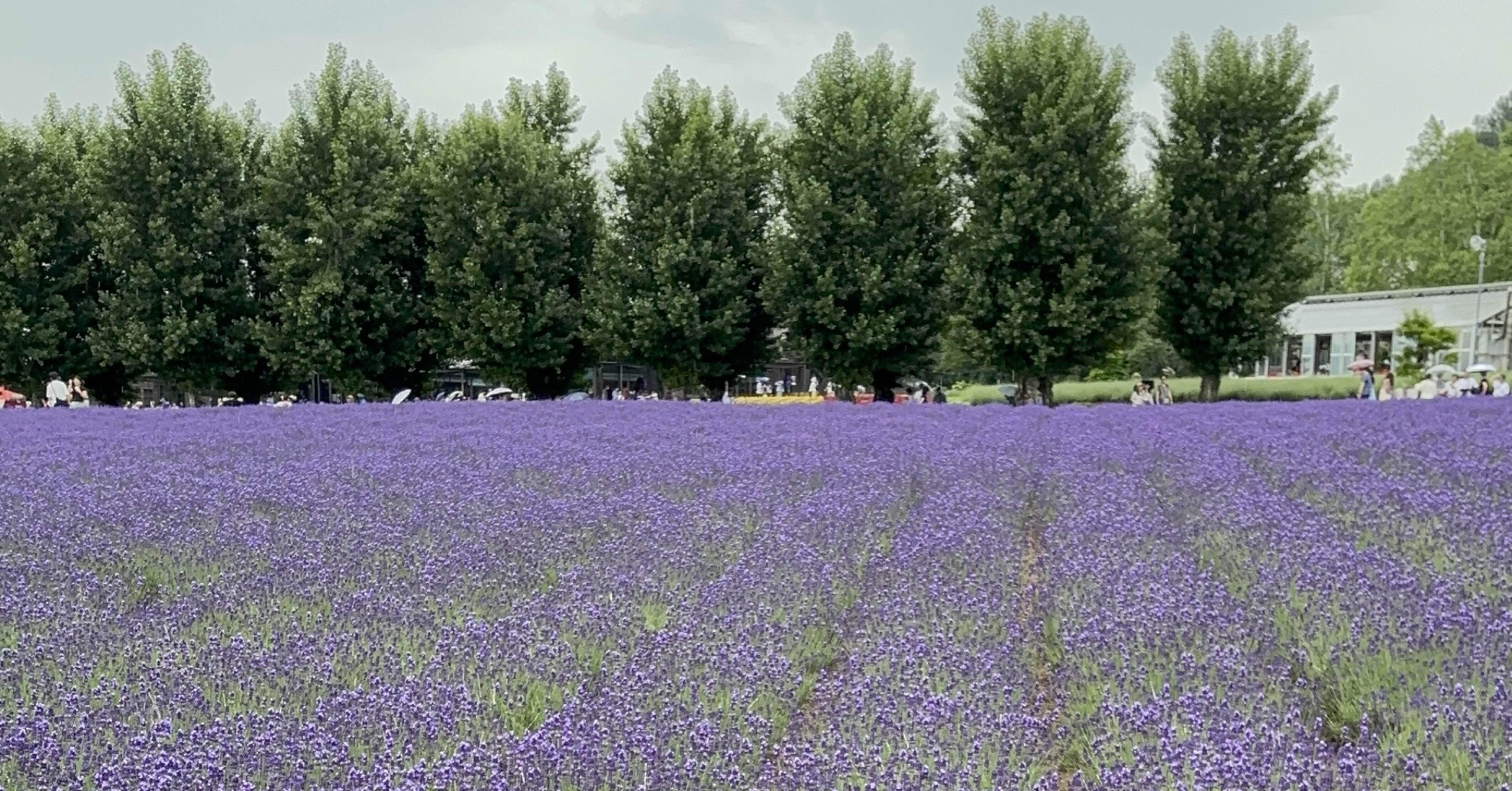 2025年6月北海道・富良野】癒しのラベンダー旅。梅雨の合間のひとり旅