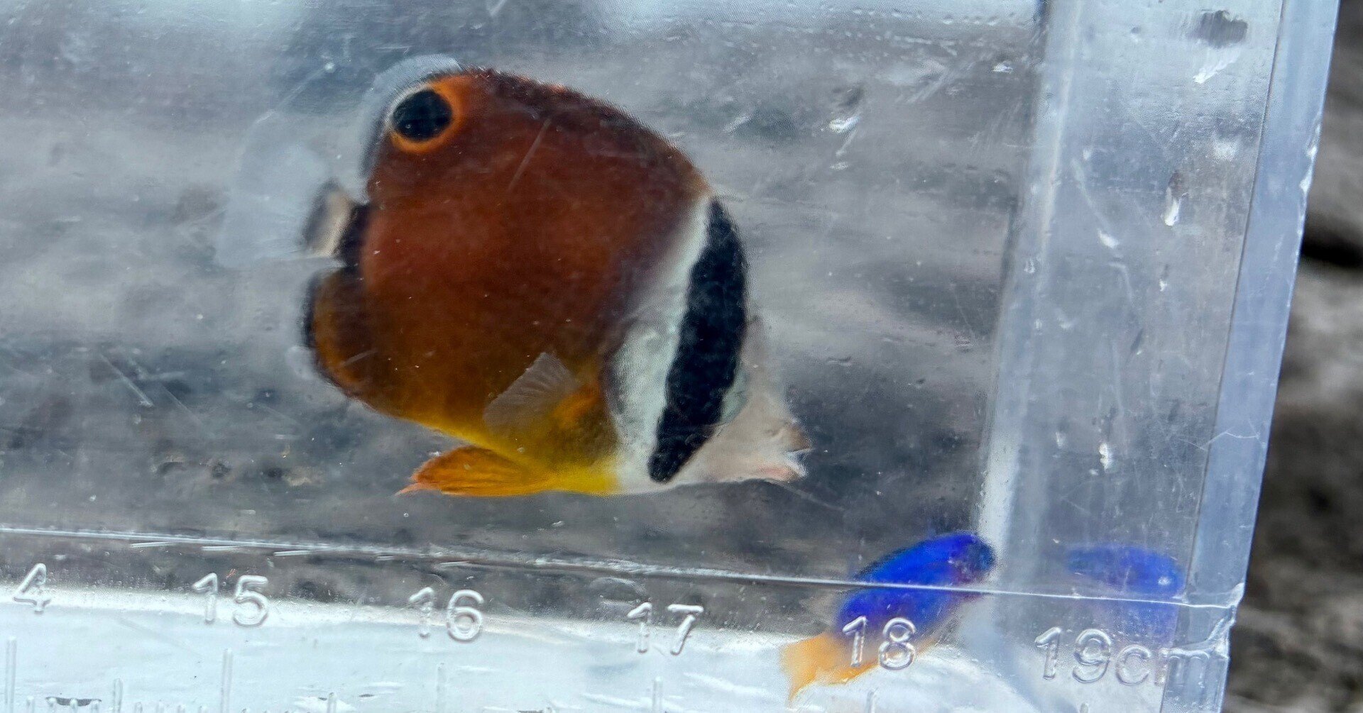 磯採集ガイドブック : 死滅回遊魚を求めて 楽天市場】死滅回遊魚の通販