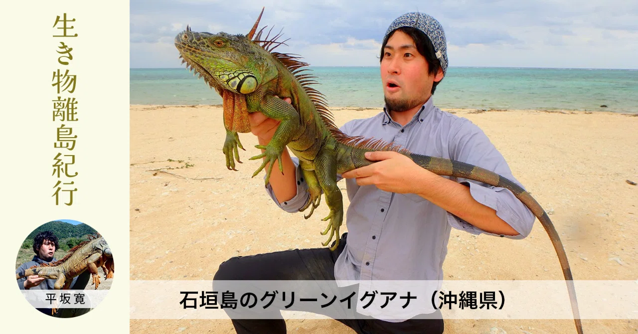 Creature Island Travelogue / Green Iguanas of Ishigaki Island