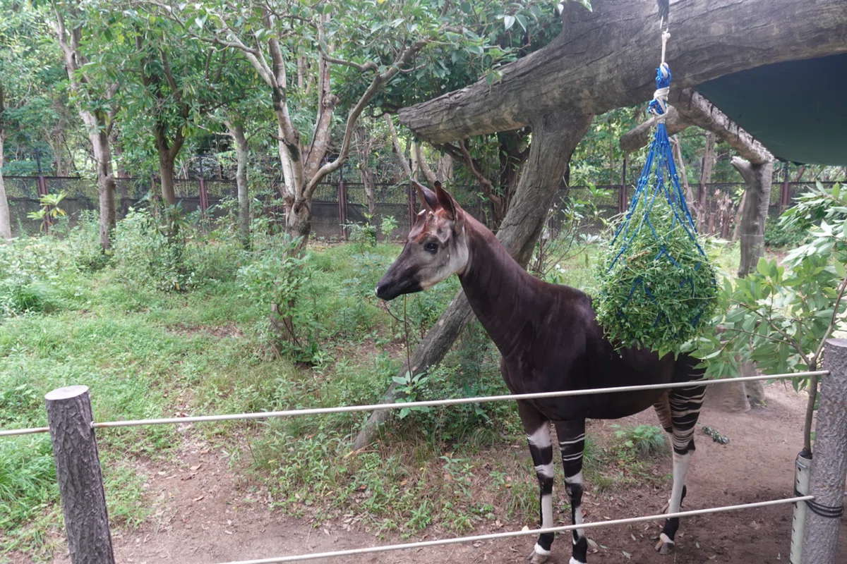 Okapi I I went Okapi-ing.|いきなりダディ