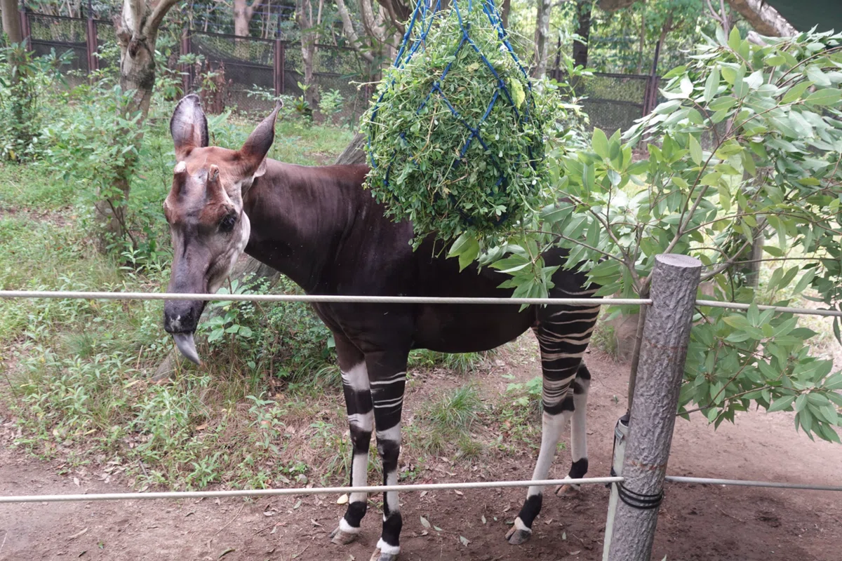 Okapi I I went Okapi-ing.|いきなりダディ