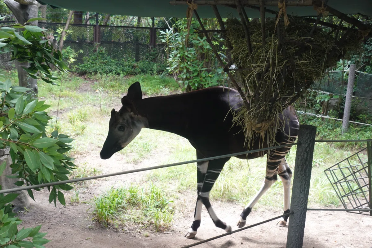 Okapi I I went Okapi-ing.|いきなりダディ