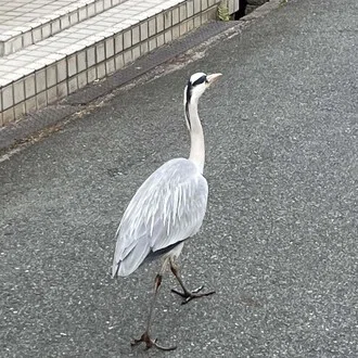 kitsuasa
