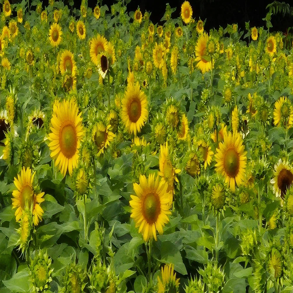 ひまわり畑に行ってきました🌻｜Toririn