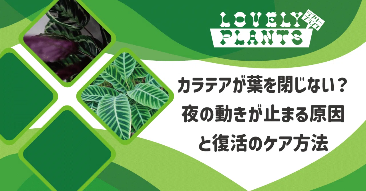 Calathea Not Closing Its Leaves? Causes for Stopped Nightly Movement and  Care Methods for Recoverylovely plants@note