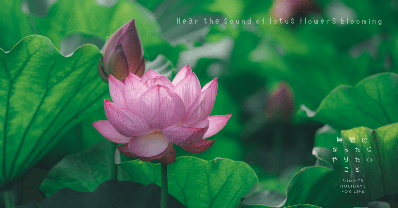 蓮の花の咲く音を聴く。｜満開の不忍池｜sabor｜無職になったら