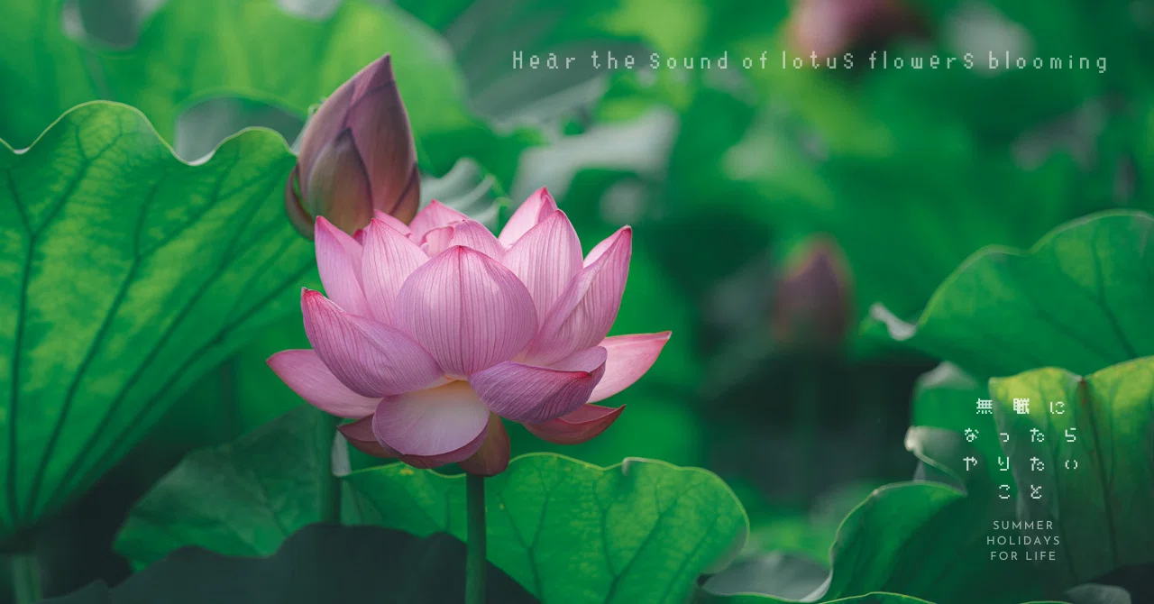 蓮の花の咲く音を聴く。｜満開の不忍池｜sabor｜無職になったら