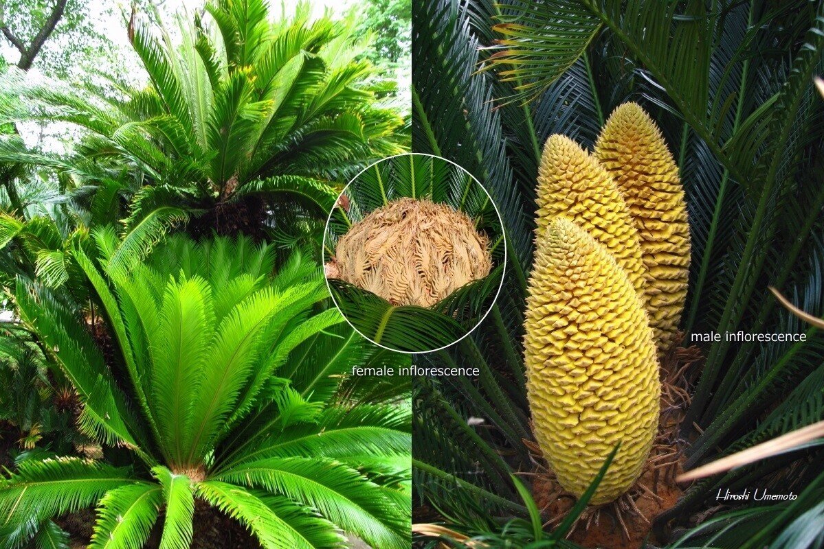 く*ろ様 ソテツ ソテツ（蘇鉄、蘓鉄）Cycas revoluta. Common names : Japanese