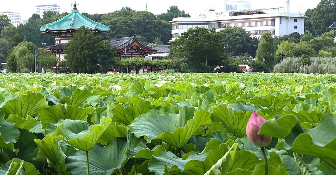 水彩画 　上野公園　　不忍池　　蓮 水彩画 上野公園 不忍池 蓮 水彩画 上野公園 不忍池 蓮