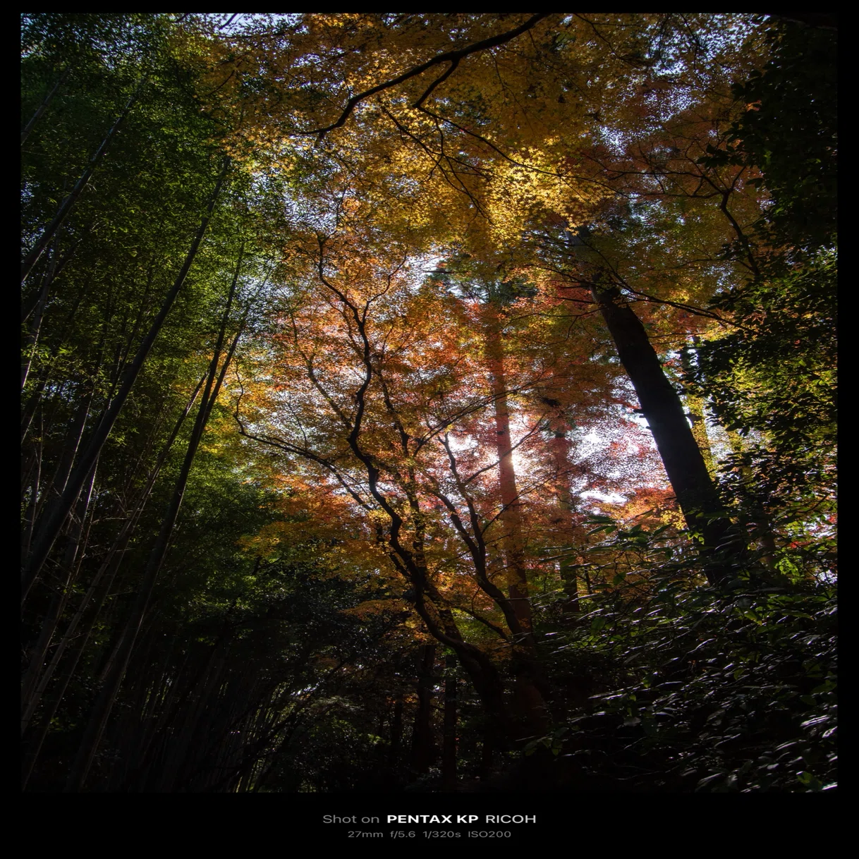 嵐山竹林の小径 / Arashiyama Bamboo Grove【2023】(Kyoto, Japan)｜N