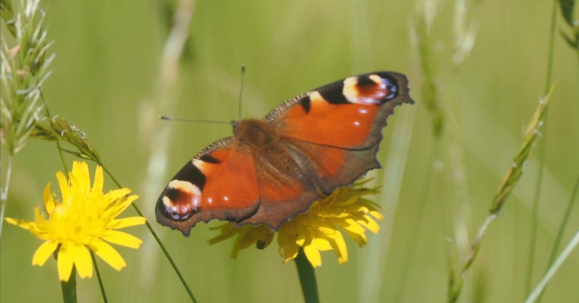 探蝶】高山蝶を探し求めて｜ユーマン