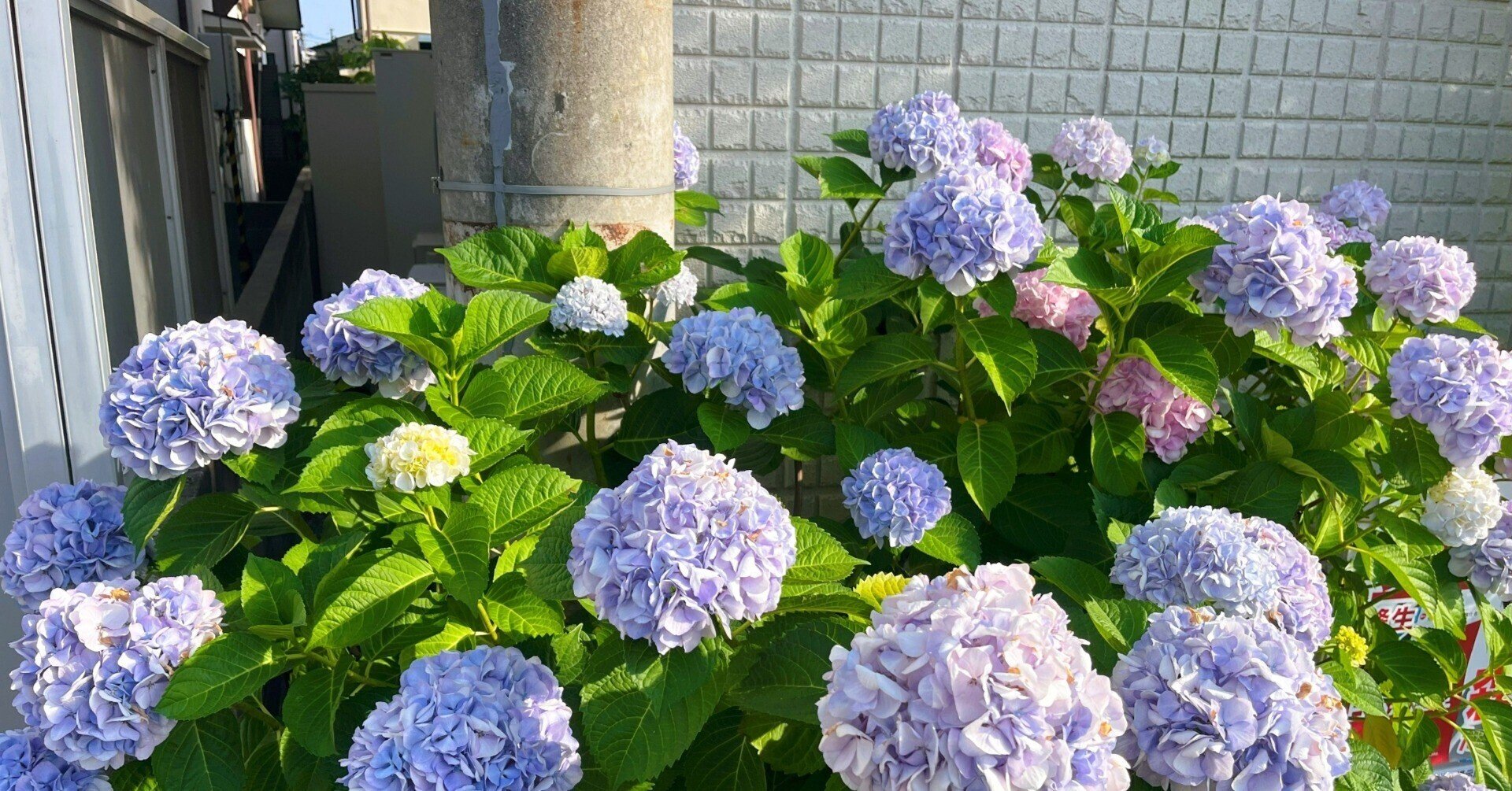 道端に咲く紫陽花まとめ2025 part1｜かぼちゃかべ