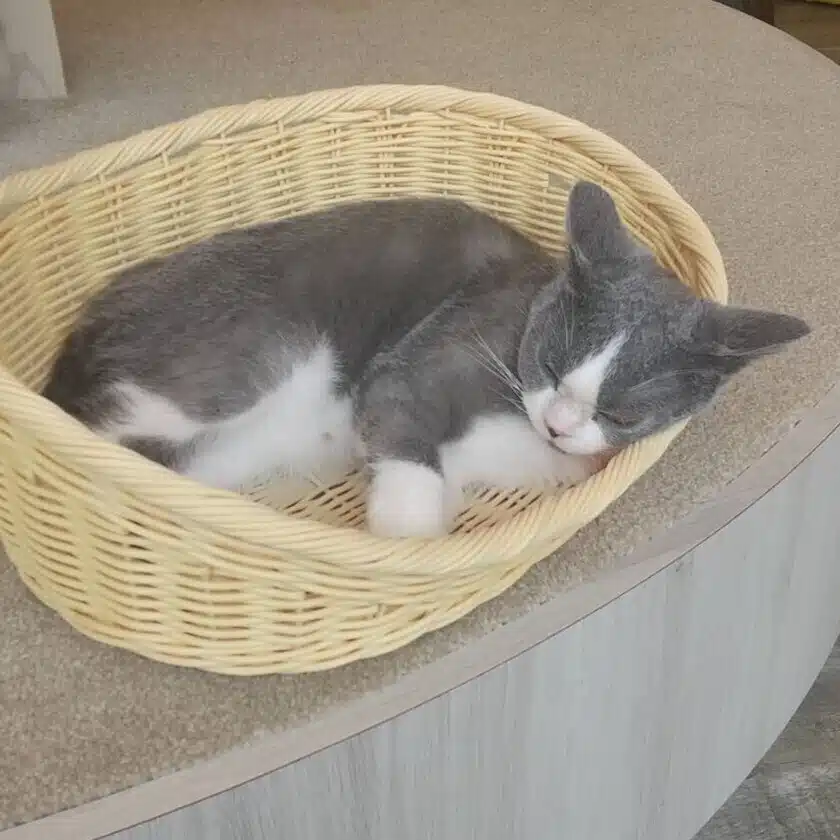 ももは