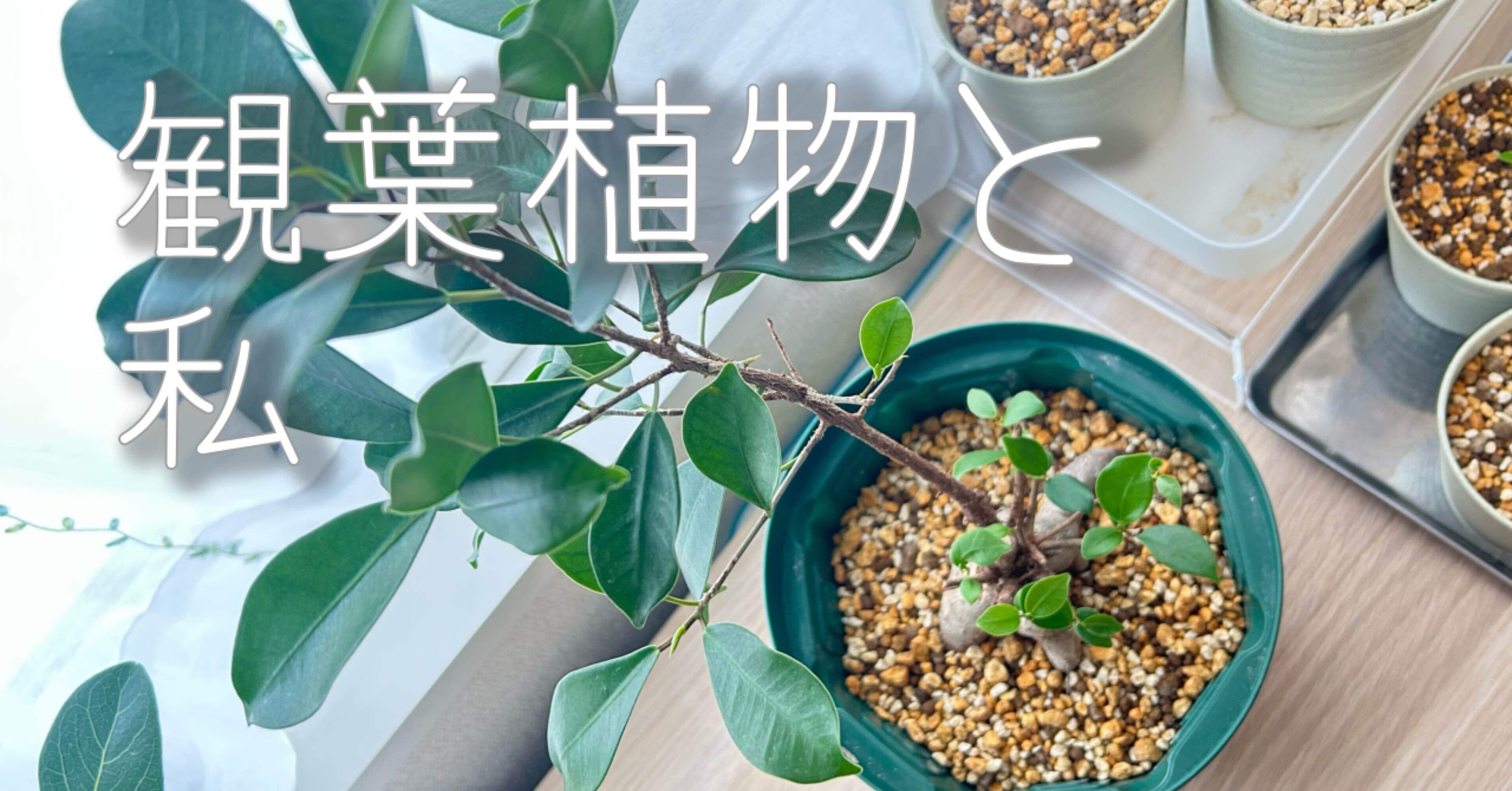 観葉植物】〝すくすく育つ〟ものがもたらす。癒しと、しあわせ。｜ひかげ