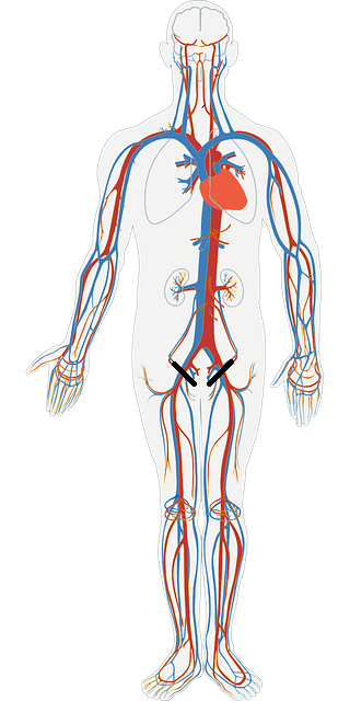 大腿動脈と腸の関係 Corifuji Note