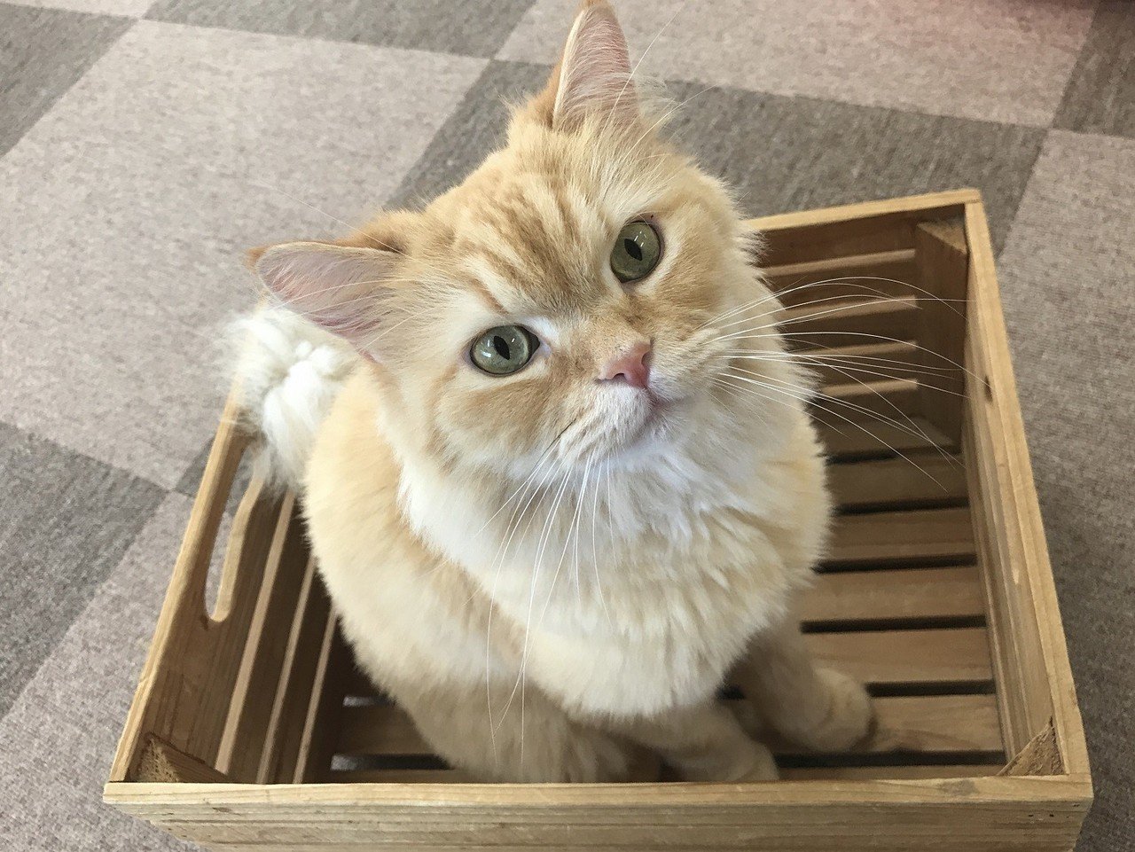Cat Cafe ねころび 池袋プラスアルファ Note Cat Cafe ねころび 池袋プラスアルファ Note