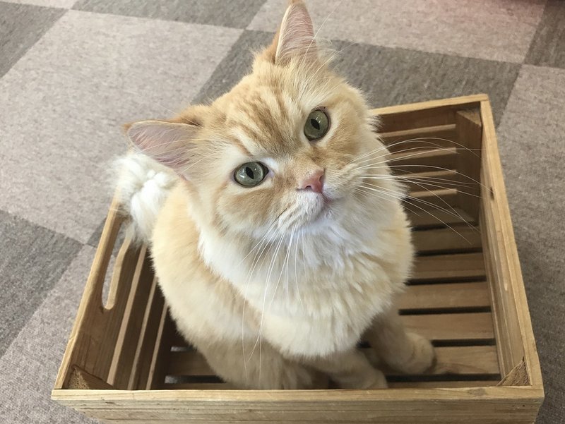 Cat Cafe ねころび 池袋プラスアルファ Note Cat Cafe ねころび 池袋プラスアルファ Note