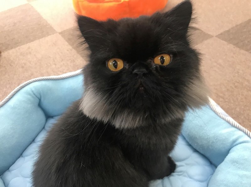 Cat Cafe ねころび 池袋プラスアルファ Note Cat Cafe ねころび 池袋プラスアルファ Note