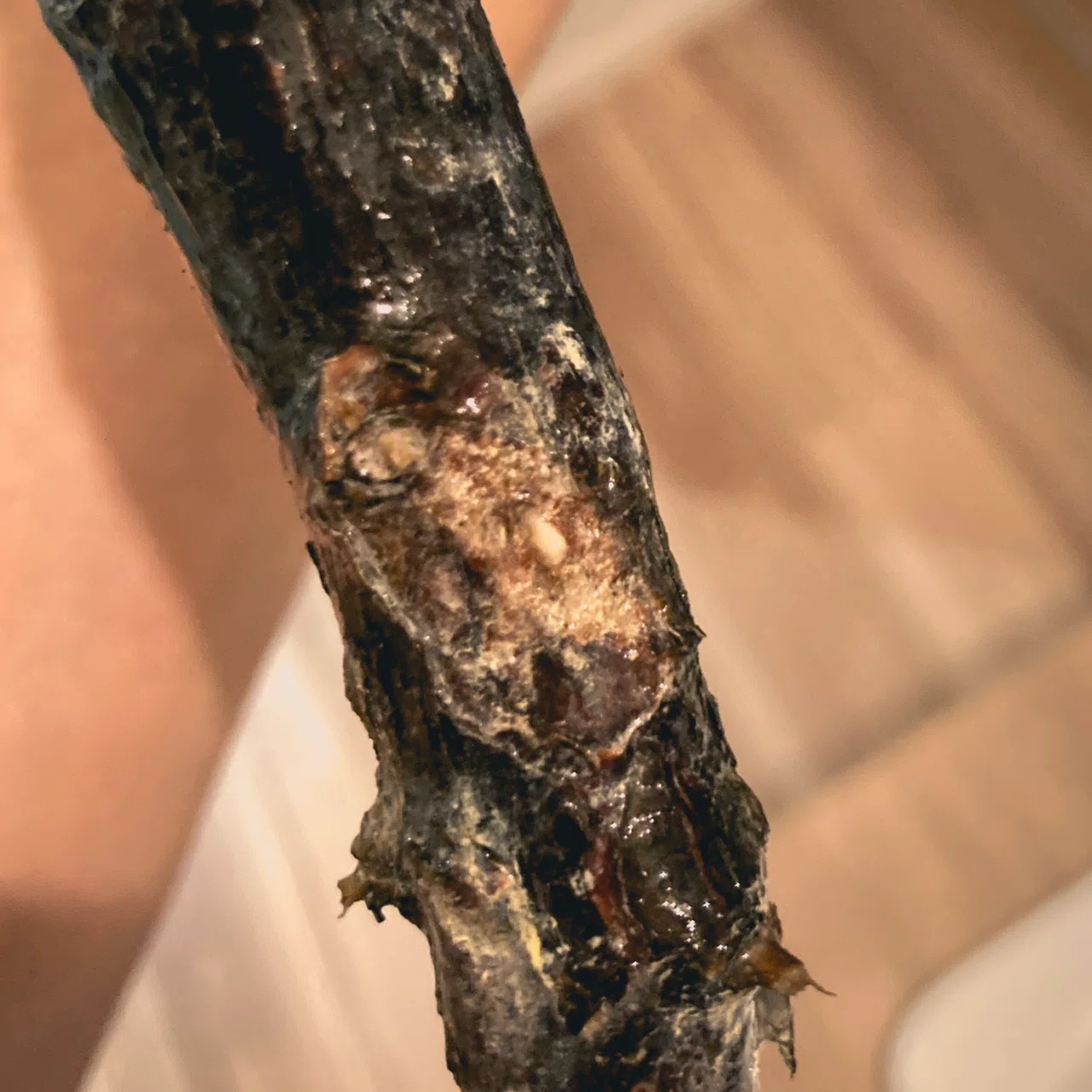 コミフォラ モンストローサ発根管理②｜Dg