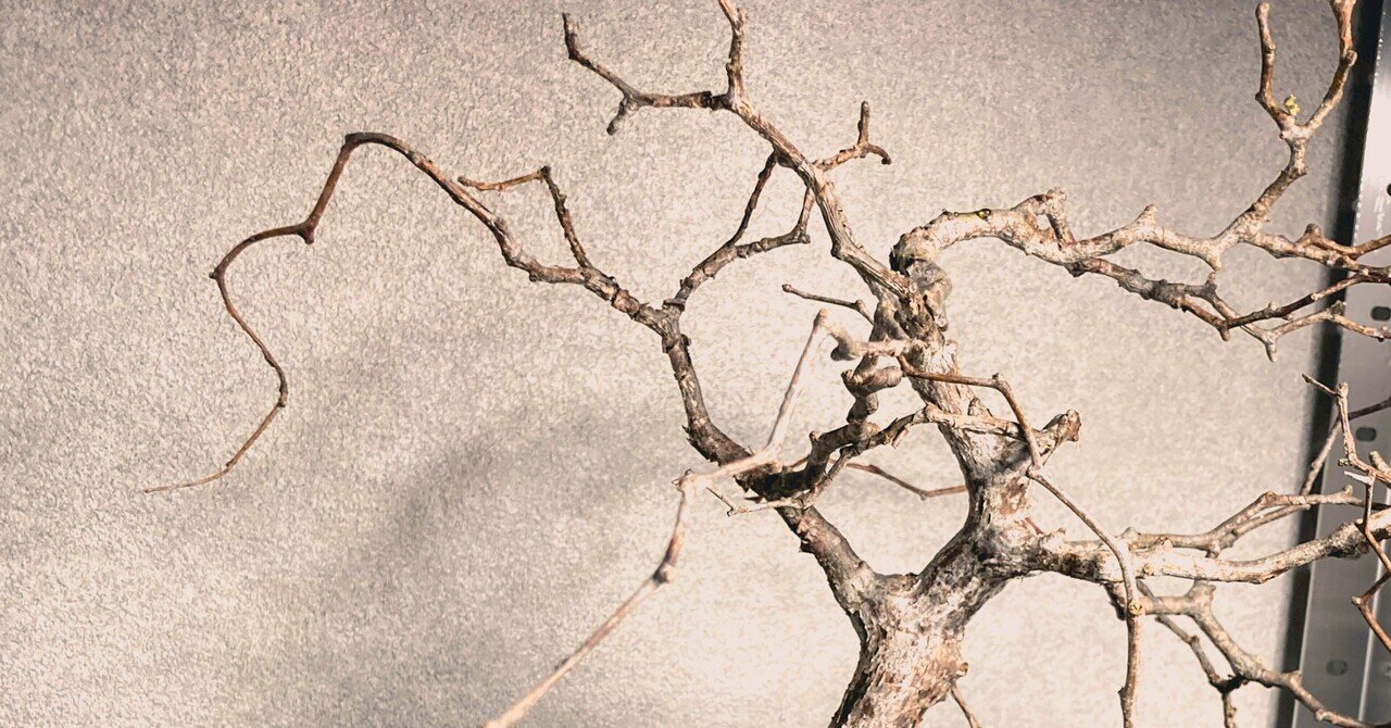 コミフォラ モンストローサ発根管理③｜Dg