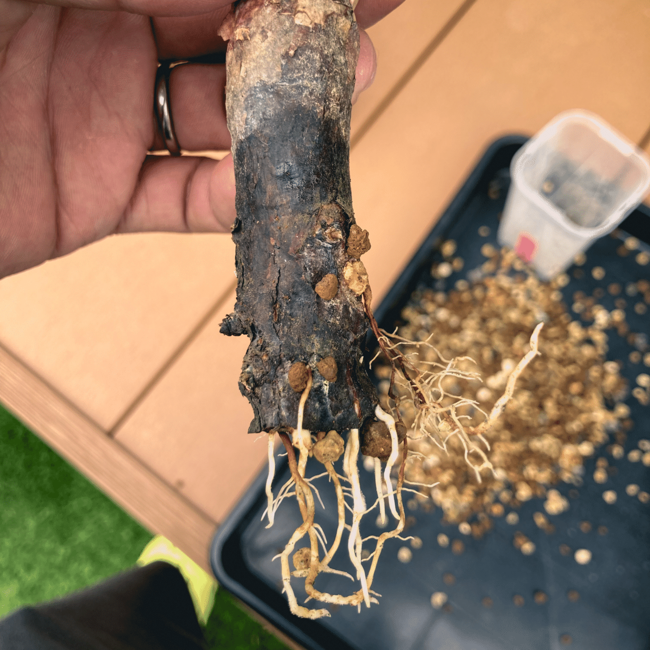 コミフォラ モンストローサ発根管理③｜Dg