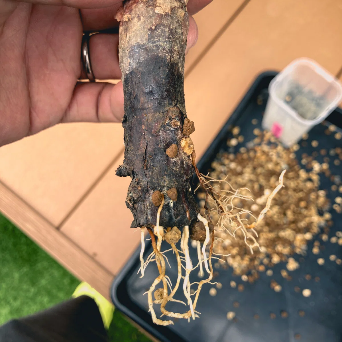 コミフォラ モンストローサ発根管理③｜Dg