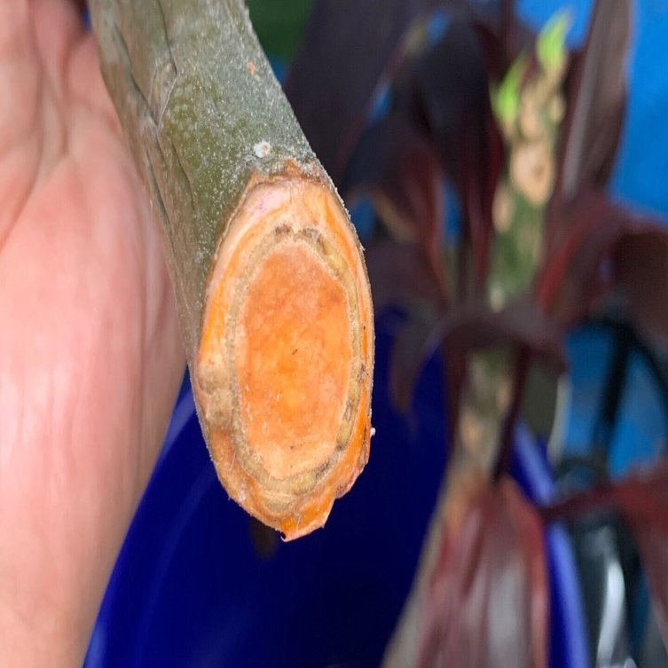 失敗しない挿し木の準備と切り方｜プルメリアは乾かして挿す！】｜hoppie