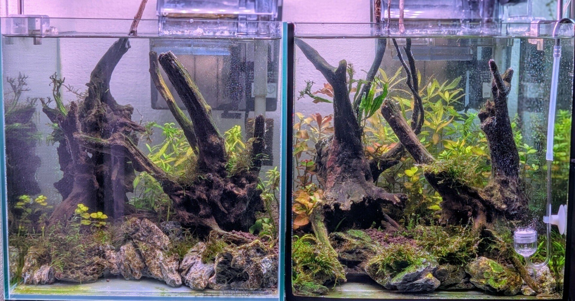 🌱【30cmキューブ水槽・成長記録 Week6】水温34℃の壁。小型水槽、真夏 🌱【30cmキューブ水槽・成長記録 Week6】水温34℃の壁。小型水槽、真夏