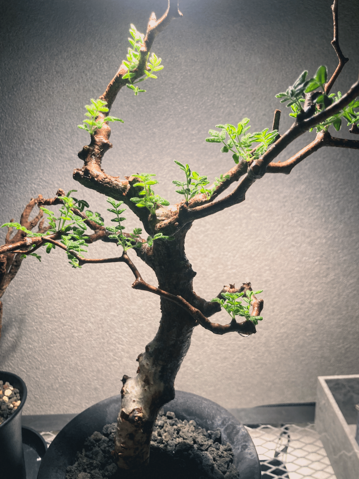 コミフォラ モンストローサ発根管理③｜Dg