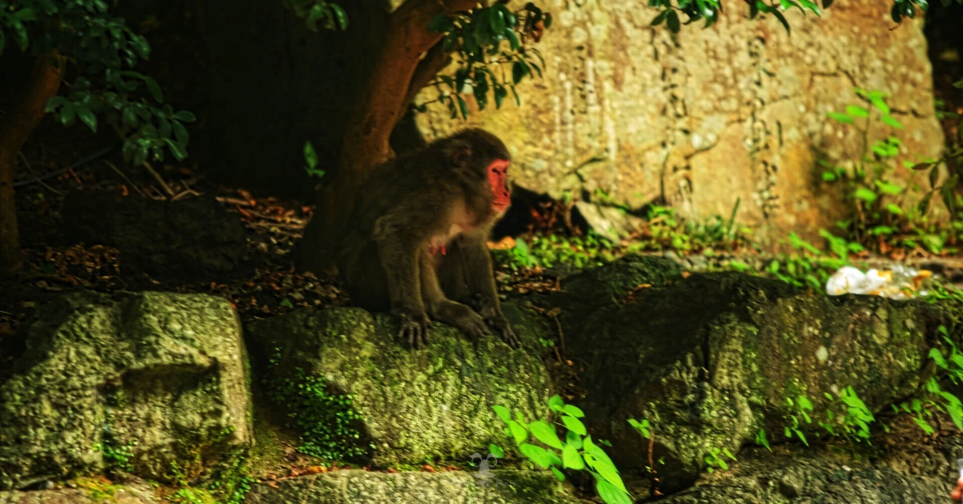 あの日の一枚 ~箕面のサル🐒~｜まかぽん