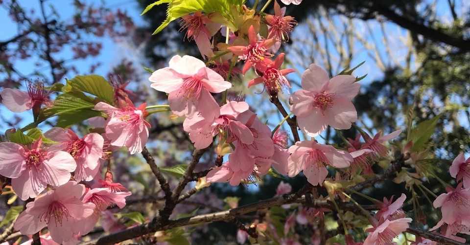 休校期間中の子ども関連情報まとめ 中野区 4 16更新 子育て 中野 Note