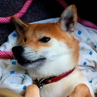 ぷーたろ