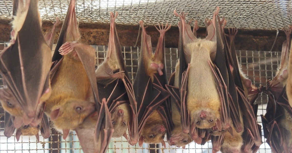 エジプトルーセットオオコウモリ図鑑 Egyptian Rousette｜M_ayumi