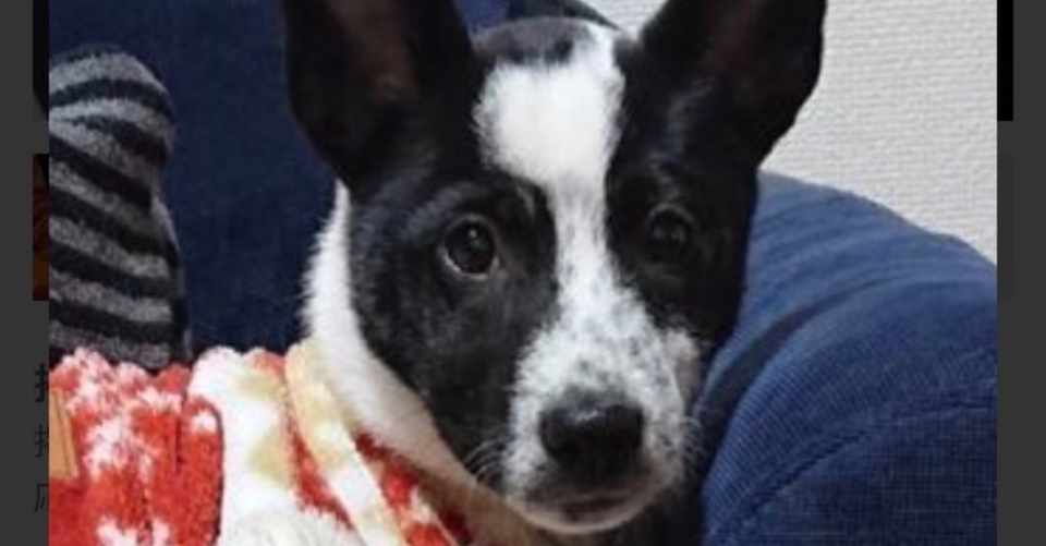 知らないと信頼関係は結べない 犬を飼う時に躾以上に大切なことをお話します シスト 犬の心理学研究員 Note