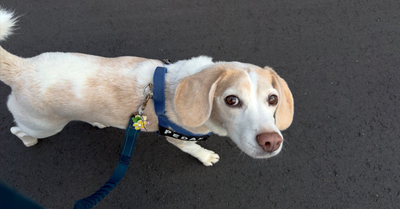 毎回1000文字、それだけで。|古賀史健