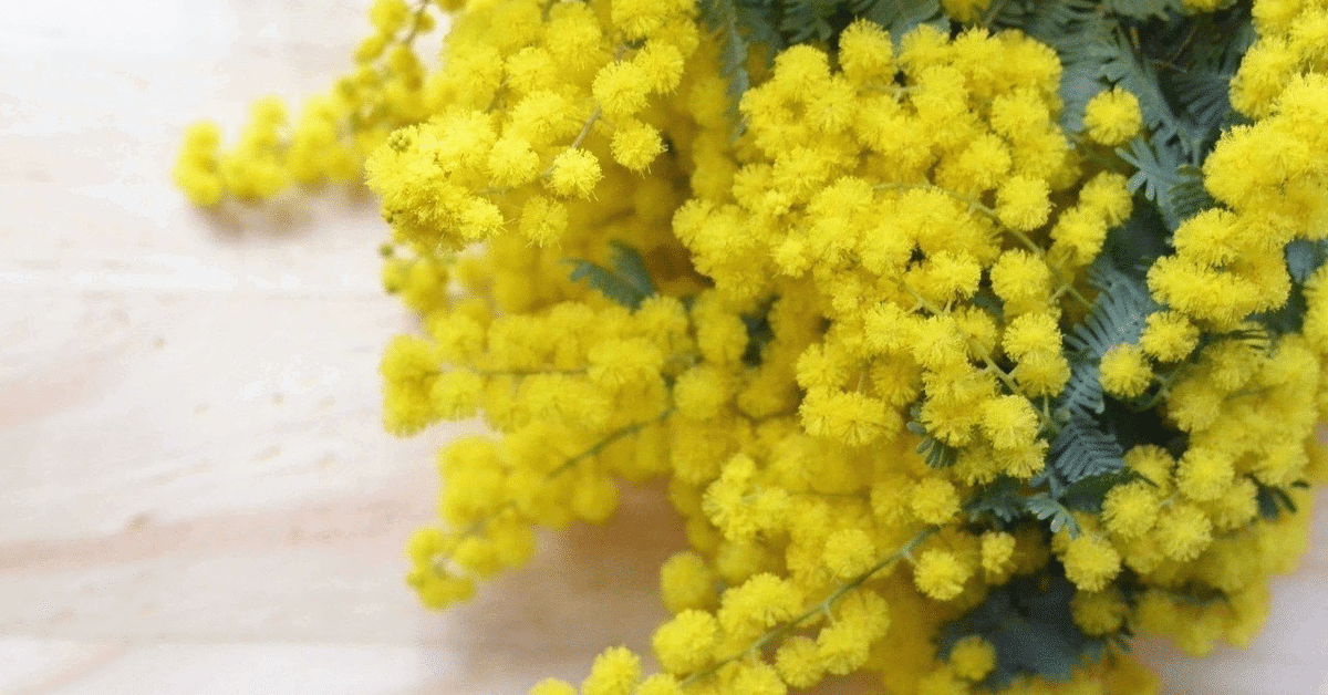 ミモザの花がさくとき その3 【開花】｜Art Fiber Endo