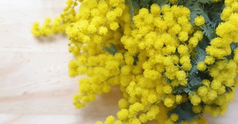 ミモザの花がさくとき その３ 開花 Art Fiber Endo Note