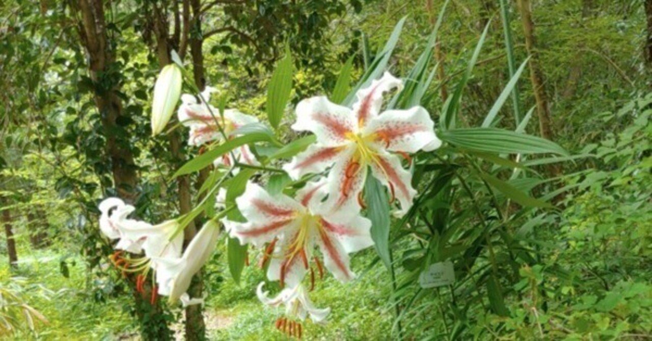 ユリの花咲く夏の森（京都府立植物園7月11日）｜語る鷲
