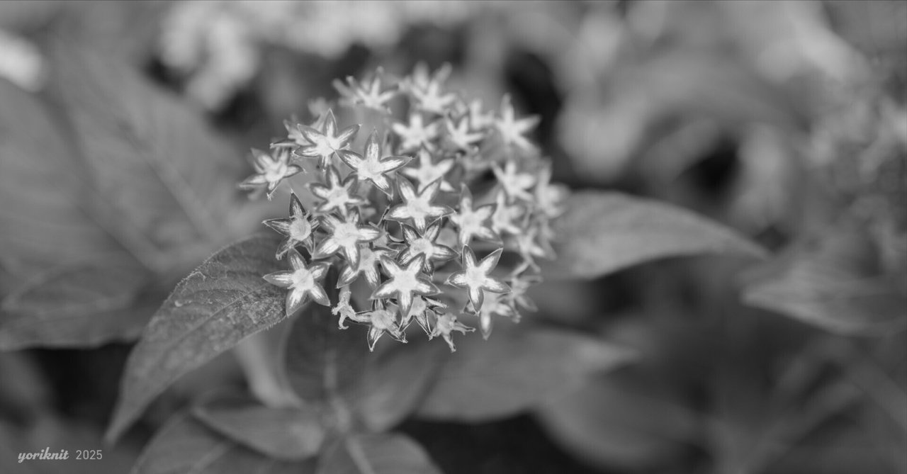 サンラメラ Maison Margiela / メゾン マルジェラ ： 5-ZIP LEATHER JACKET