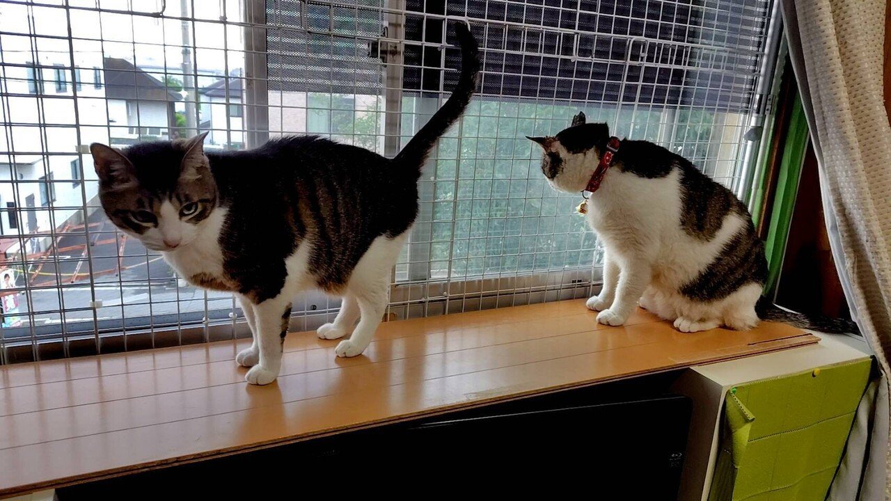 我が家の招き猫様のツーショットです。 特にお互い威嚇すること