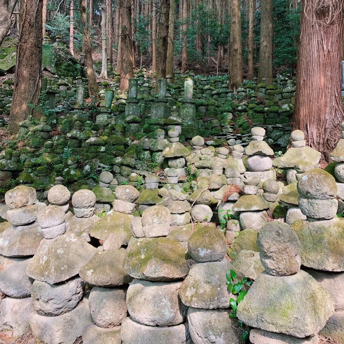 画像8