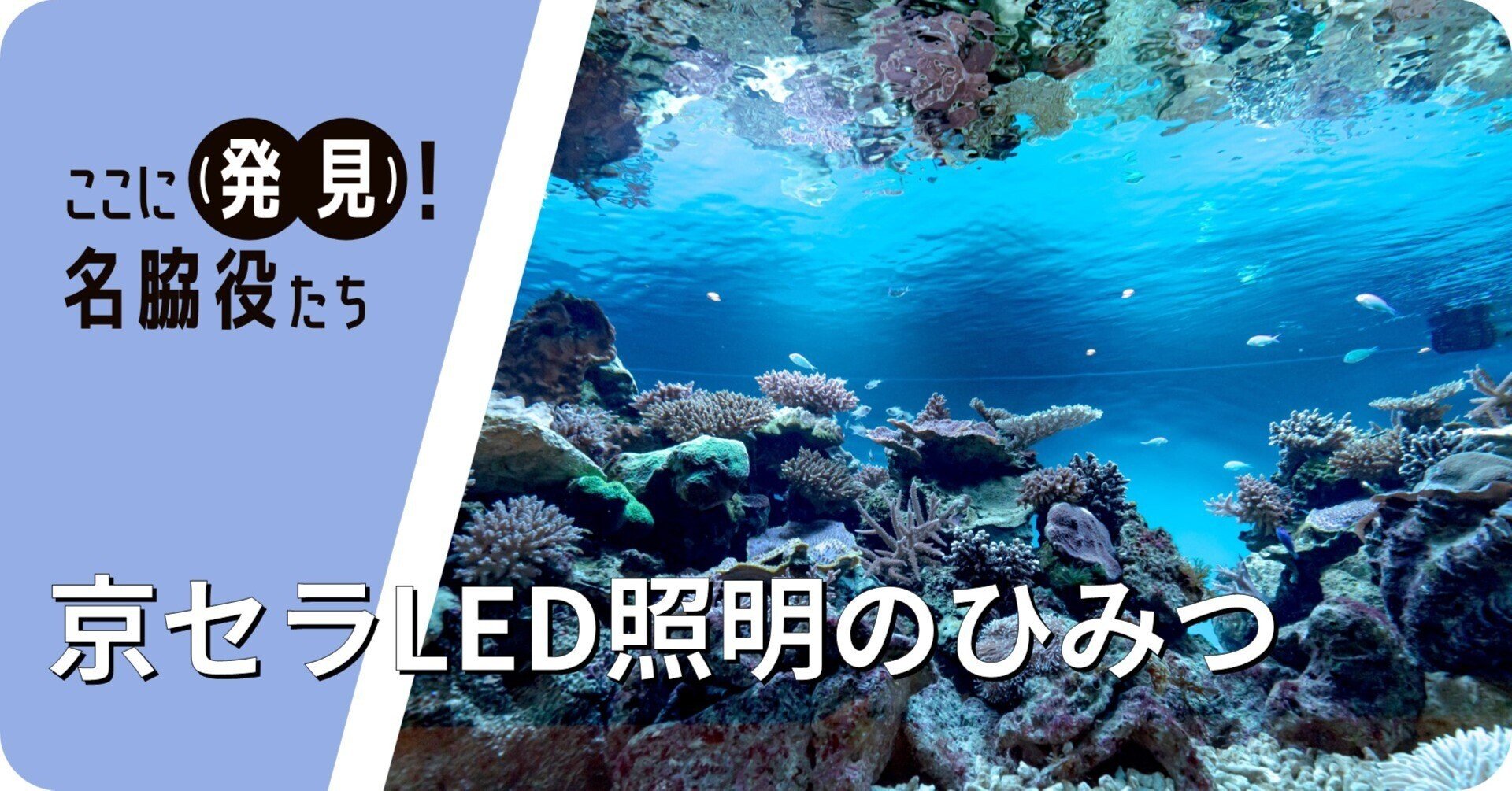 水族館の幻想的な世界を支える、京セラのLED照明「CERAPHIC®」のひみつ