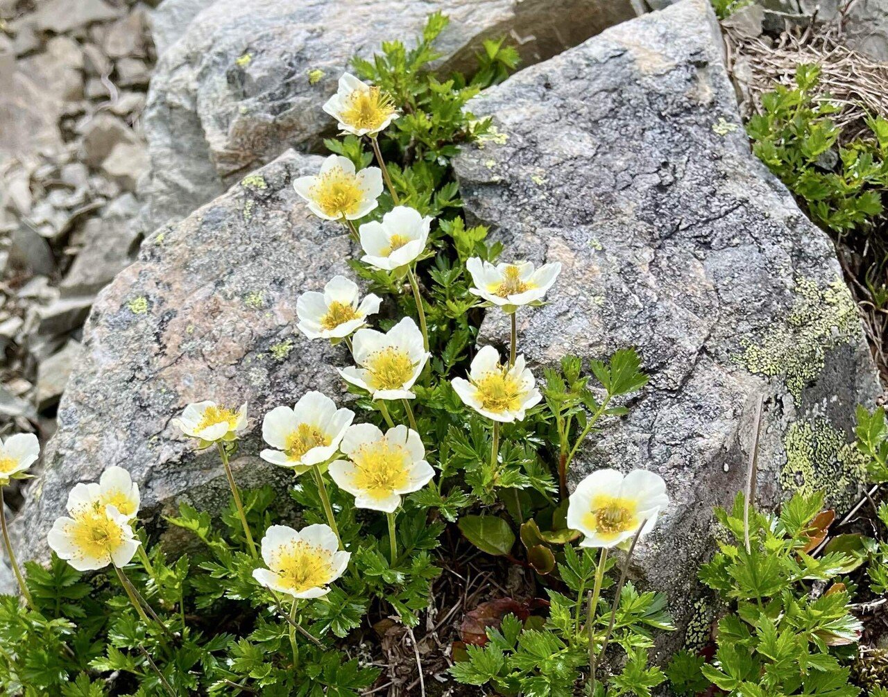 ああ、だからみんなアルプスが好きなんだと思った話【南アルプス仙丈ヶ