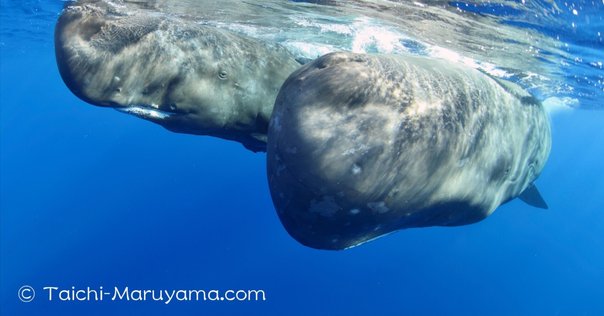 ✨希少✨クジラの歯✨鯨の歯✨くじらの歯✨マッコウクジラ✨鯨 くじら クジラ 鯨歯 本鯨歯 抹香鯨歯 マッコウクジラ 鯨の歯（⑦ マッコウ
