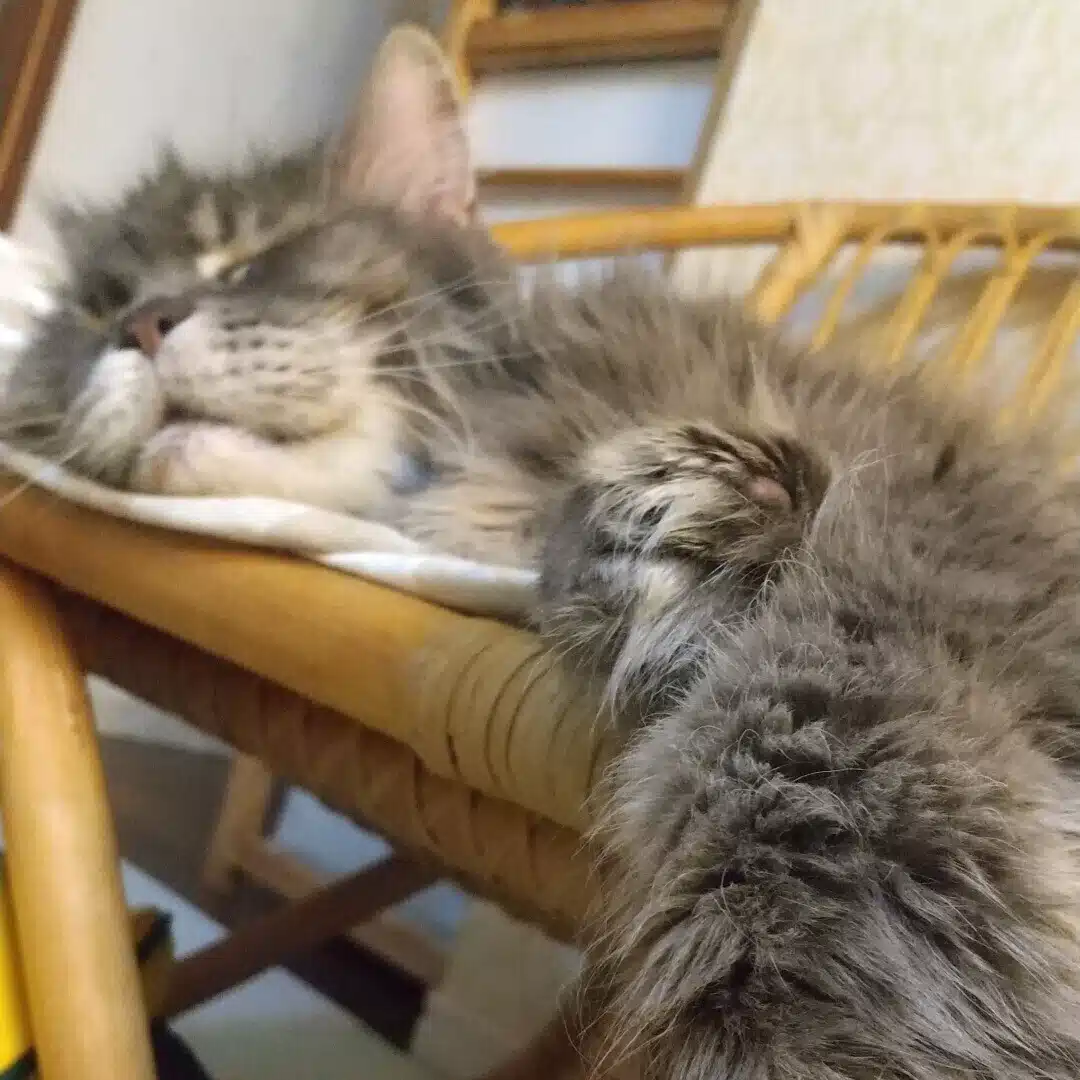 レオにゃんこ