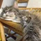 レオにゃんこ