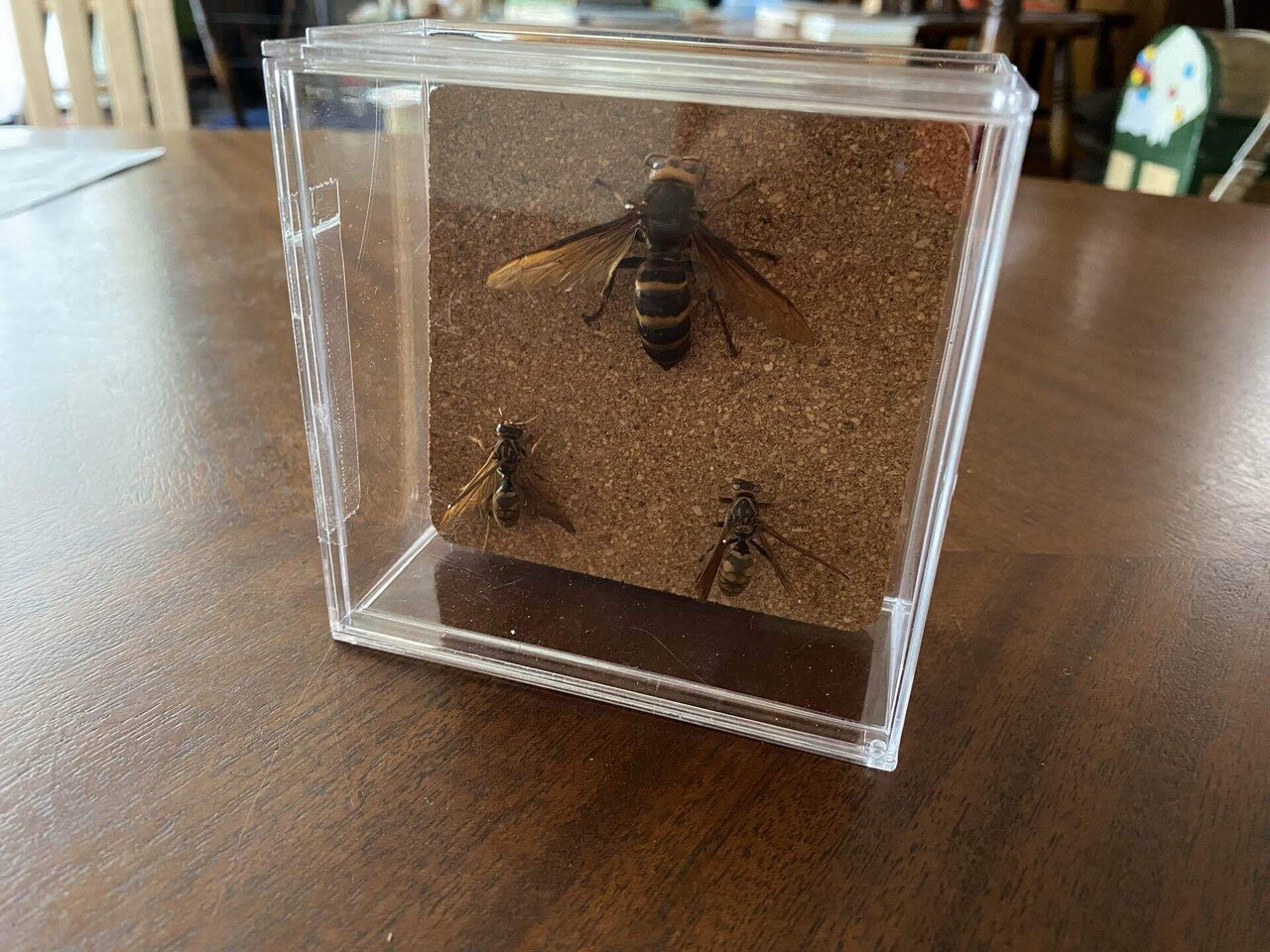 ハチ 標本 透明ケース入り ハチ 標本 透明ケース入り 簡単】自由研究におすすめ！100均道具で作る昆虫