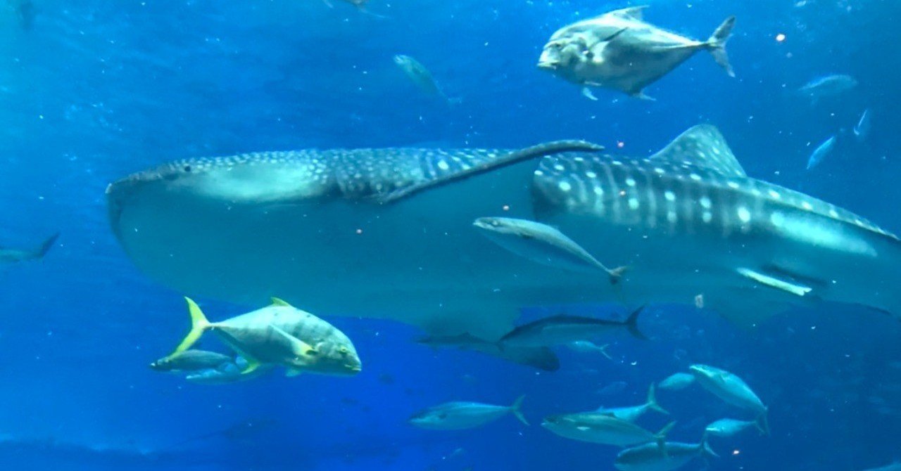 水族館の定期メンテナンス