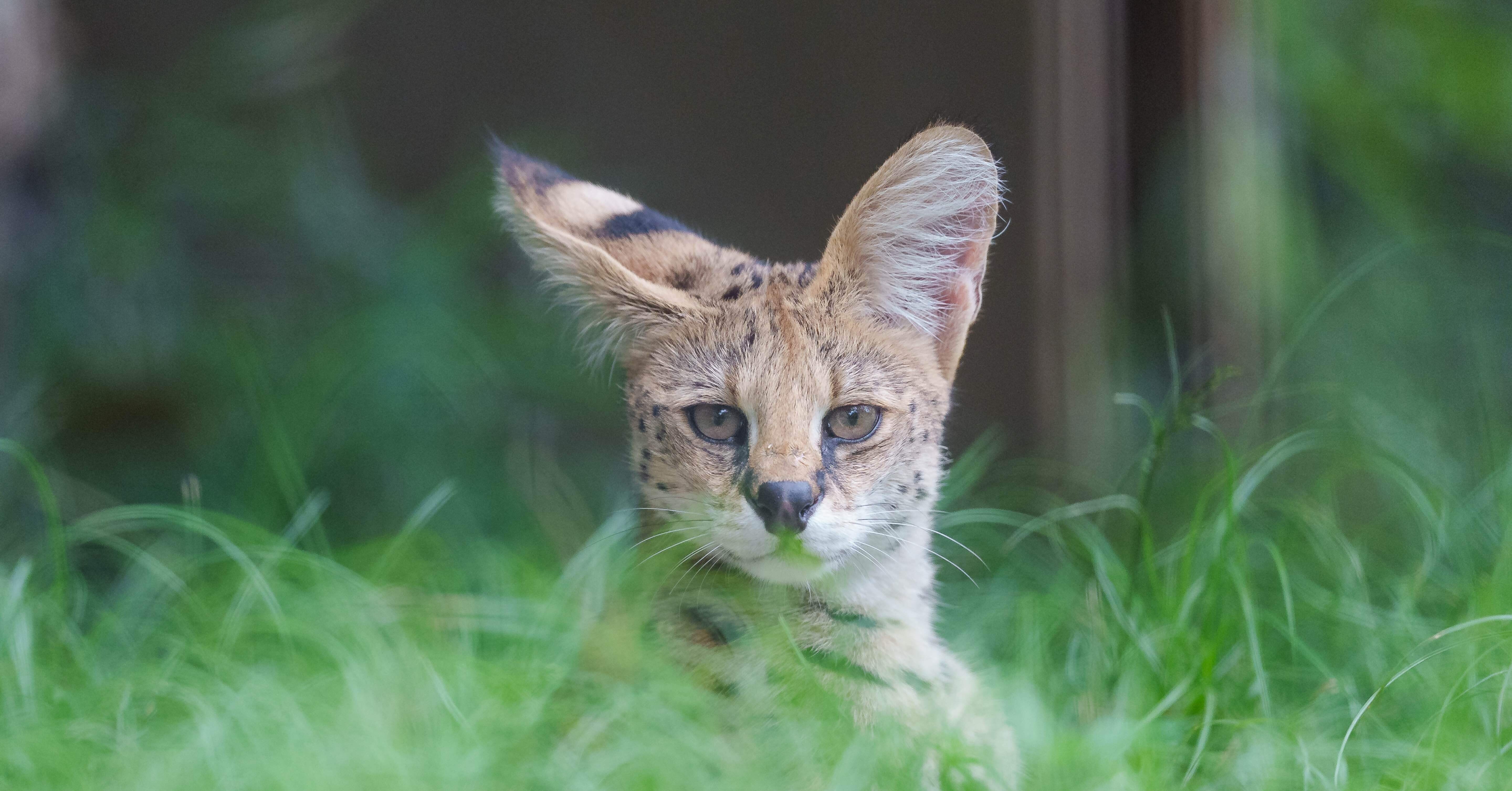 2025年7月5日 多摩動物公園 Z50II本格デビューの巻｜chawanのたわごと